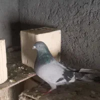 کبوتر  اصفهانی ماده|پرنده|خمینی‌شهر, |دیوار
