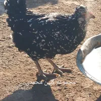 مرغ و خروس گلین|حیوانات مزرعه|شاهین‌شهر, خانه کارگر|دیوار