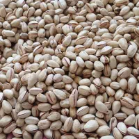 پسته درجه یک قاینات