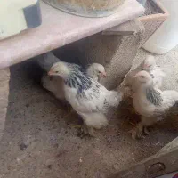چهار عدد برهما نژادار چهار ماهه