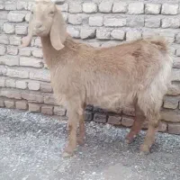 بزابستن 4دندون