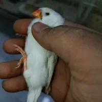 فمج انگلیسی|پرنده|بندرعباس, |دیوار