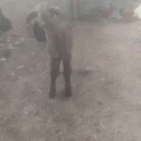 بره.کوچک‌فروشی