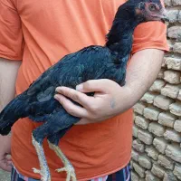 جوجه خروس و مرغ لاری|حیوانات مزرعه|گرگان, |دیوار