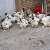 برهما|حیوانات مزرعه|مرند, |دیوار