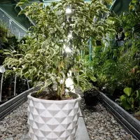 گل و گلدان|گل و گیاه طبیعی|رباط‌کریم, شهرک درخشان|دیوار