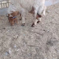 ماهشهر دو عدد نر