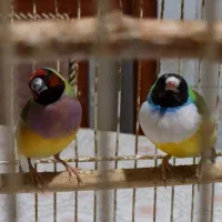 یک جفت فنچ زیبا|پرنده|شیراز, باغ تخت|دیوار