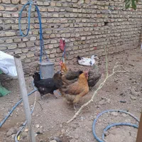 فروش مرغ و خروس نژاد گلین|حیوانات مزرعه|زرندیه, |دیوار