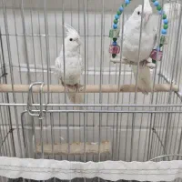 عروس هلندی ۴ ماهه