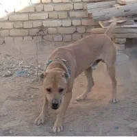 سگ یک سال ونیم گوسفندی