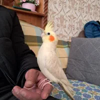 عروس هلندی ۱/۵ ساله اهلی