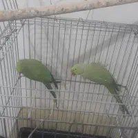 ملنگو|پرنده|مراغه, |دیوار
