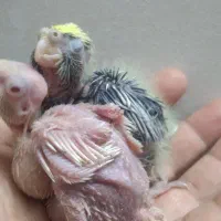 جوجه عروس هلندی سرلاکی لوتینو وابلغ لوتینو