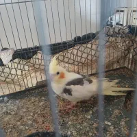 عروس هلندی|پرنده|دشتابی, |دیوار