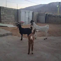 بز دوقولو زا|حیوانات مزرعه|کوهرنگ, |دیوار