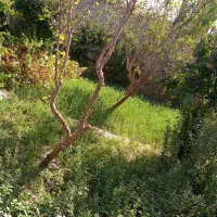باغ|خدمات باغبانی و درختکاری|زابل, |دیوار