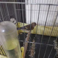 سهره قناری نر|پرنده|مشکین‌دشت, |دیوار