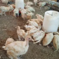 جو جه . بو قلمو ن . یک ماهه. نژاد بیو تی|حیوانات مزرعه|همدان, |دیوار