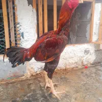 خروس لاری