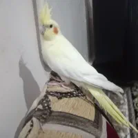 عروس هلندی نر جوان و سالم