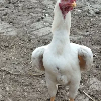جوجه لاری