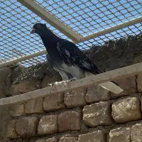 کفتر وکبوتر رنگی