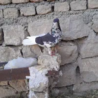کفترا