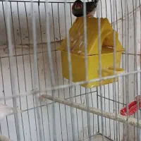 فروش تعدادی فنچ و مرغ عشق|پرنده|فردیس, فرامرزیه|دیوار