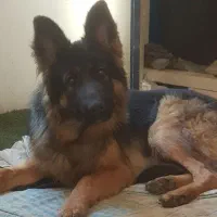 واگزاری سگ ژرمن شیپرد|سگ|فشم, |دیوار