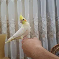 فروش عروس هلندی|پرنده|مرند, |دیوار