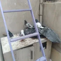 کبوترطوقی.کله سیاه.چادری یاصده