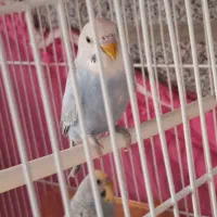 مرغ عشق نر و ماده|پرنده|مشهد, نیروی هوایی|دیوار