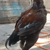 سه خروس لاری۲،افغان ویک،ترک۱مرغ افغان و۲کبوتر