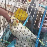یک جفت عروس|پرنده|رشت, استقامت ۱|دیوار