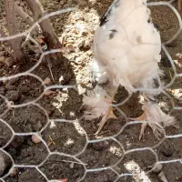 مرغ کاکلی و مرغ سلطان