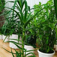 گل شاخ بزی|گل و گیاه طبیعی|کرمانشاه, |دیوار