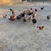 فروش|حیوانات مزرعه|انبارآلوم, |دیوار