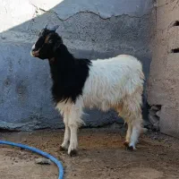 فروش سه عدد کهره|حیوانات مزرعه|بردخون, |دیوار