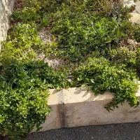 قلمه ناز یخی