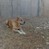 سگ خراسانی اصیل ماده|سگ|نیشابور, ریوند|دیوار