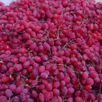 زرشک کوهی