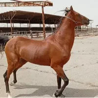 نریون