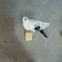 با سلام یک عدد دمسیا