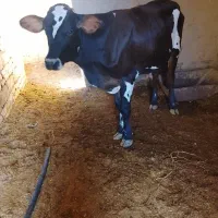 گوساله نر گاو