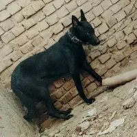 نر سیاه سراوان