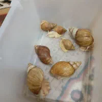 حلزون برازیبایی پوست