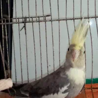 طوطی عروس نر و ماده|پرنده|رشت, فلسطین|دیوار