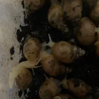 فروش حلزون درمانی|خزنده|ماهان, |دیوار