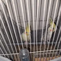 عروس هلندی با فنج کینک خوش رنگ